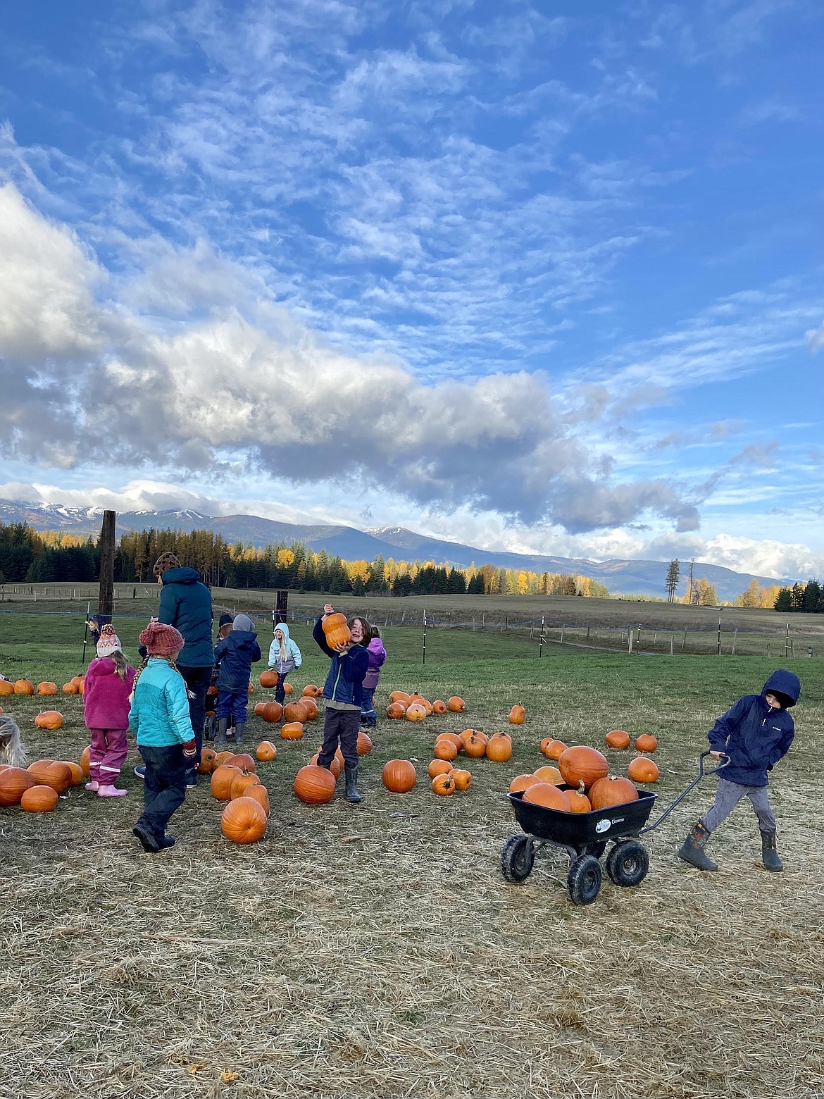 Sandpoint Waldorf students work to find the perfect pumpkin during a recent visit to a pumpkin patch.