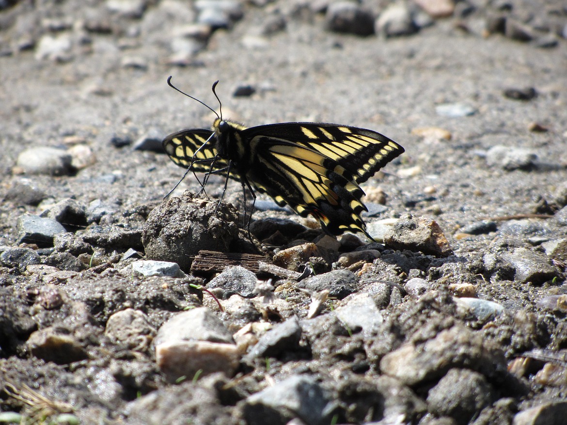 An anise swallowtail butterfly sucks up nutrients from a small puddle of mud. Butterflies, as well as bees, are essential pollinators.