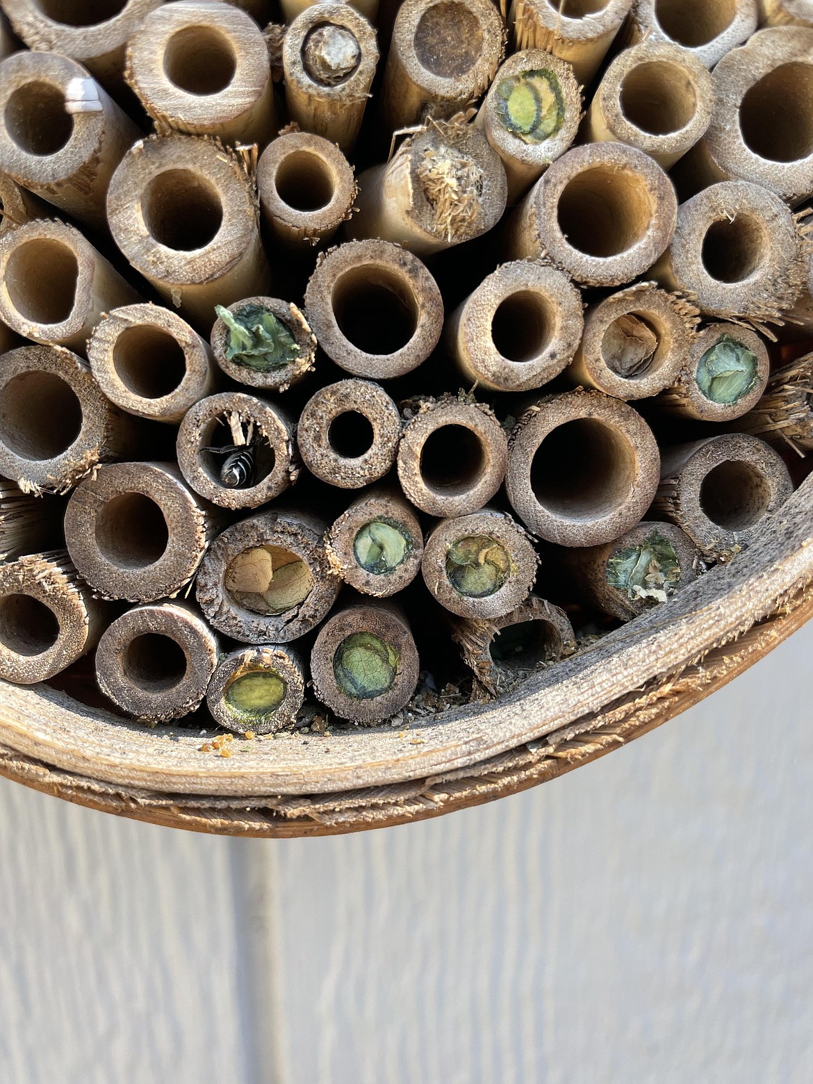 An alfalfa leafcutter bee packs a cell in a wooden beehouse.