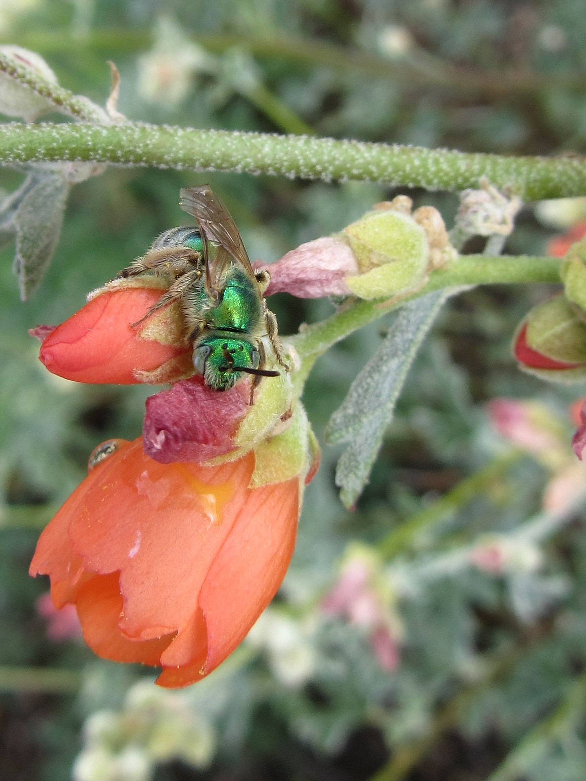 A green sweat bee shimmers as it forages on a red globemallow flower.