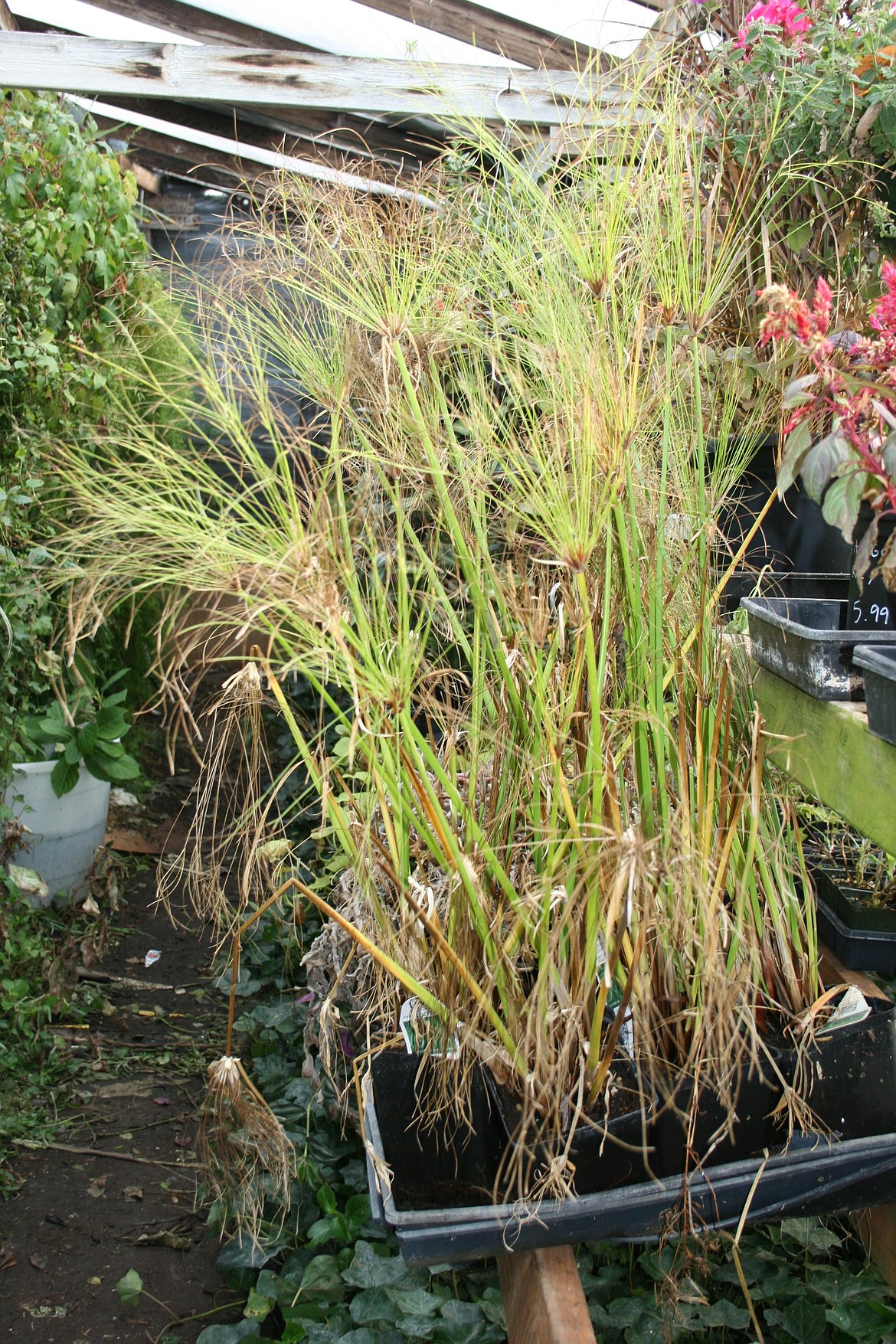 Papyrus reeds in the greenhouse at Edwards Nursery in Moses Lake Wednesday. Despite its Mediterranean origins, papyrus can survive a north central Washington winter with proper care, said nursery owner Karen Edwards.