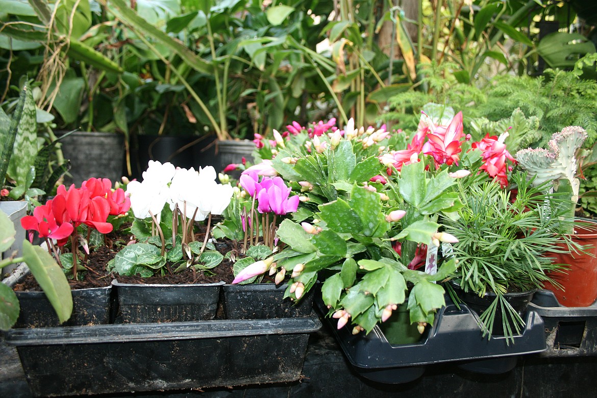 A mix of geraniums and cacti in the greenhouses at Edwards Nursery in Moses Lake Wednesday. A garage or shed can help protect plants from winter temperatures, said nursery owner Karen Edwards.
