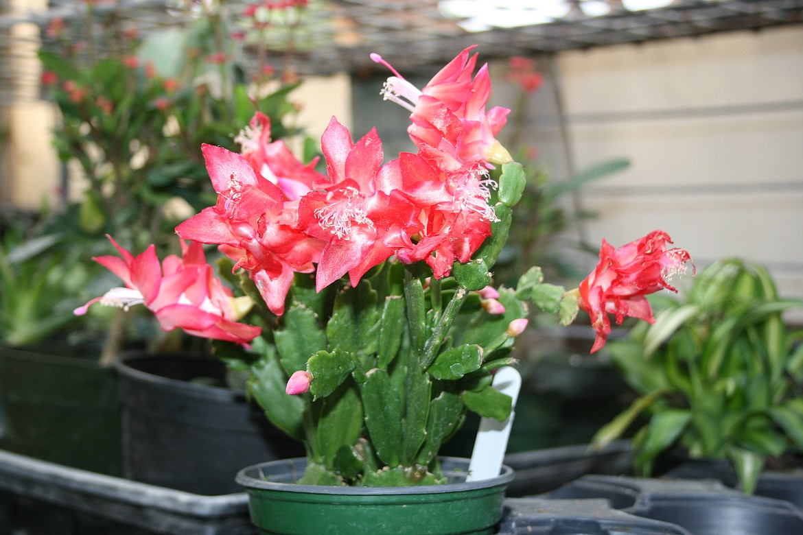A Christmas cactus blossoms at Edwards Nursery in Moses Lake Wednesday. Cactus can handle north central Washington winters if they are properly sheltered, said nursery owner Karen Edwards.