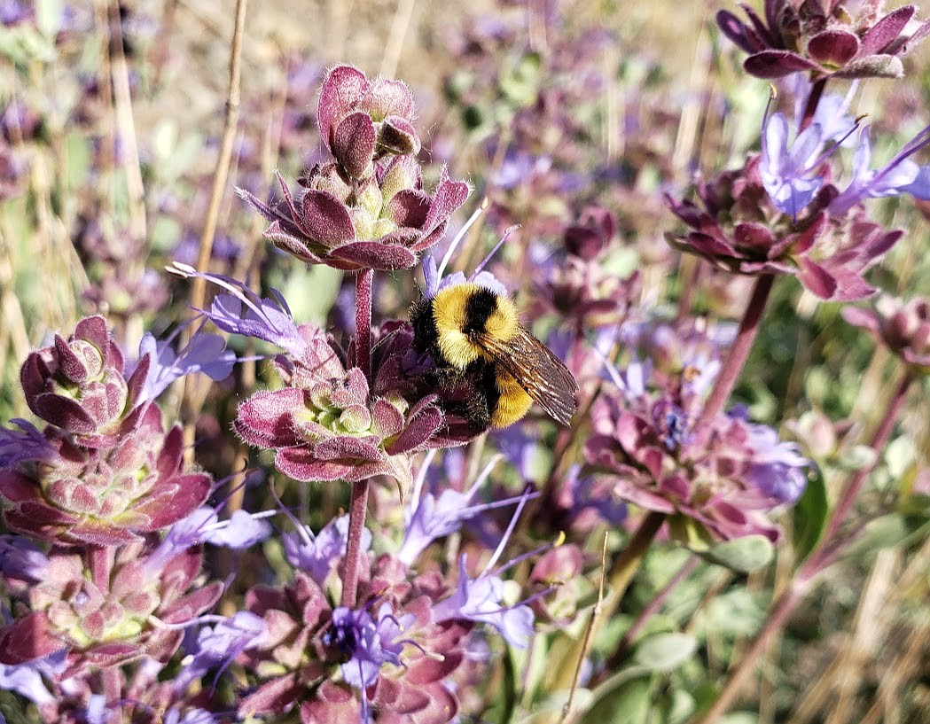 A yellow bumblebee gets nectar from a purple sage flower.