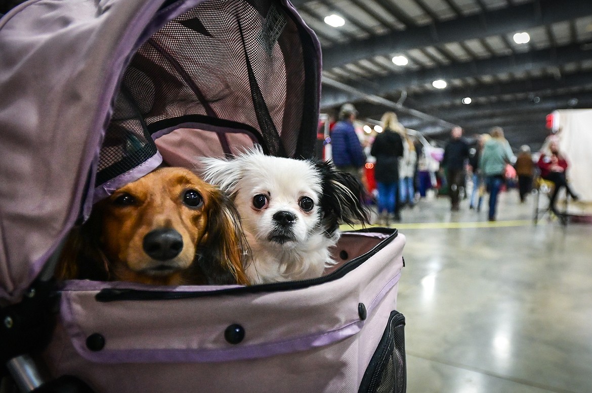 Trianna, a long-haired dachshund and Selaa, a Shitzu/Maltese cross, wait in a stroller with their owner Mike DeShazer at the Artists and Craftsmen of the Flathead's 40th annual Christmas show at the Flathead County Fairgrounds on Friday, Nov. 26. (Casey Kreider/Daily Inter Lake)