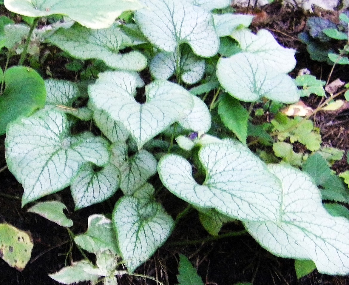 Brunnera leaves are showcased in this area using native landscaping.
