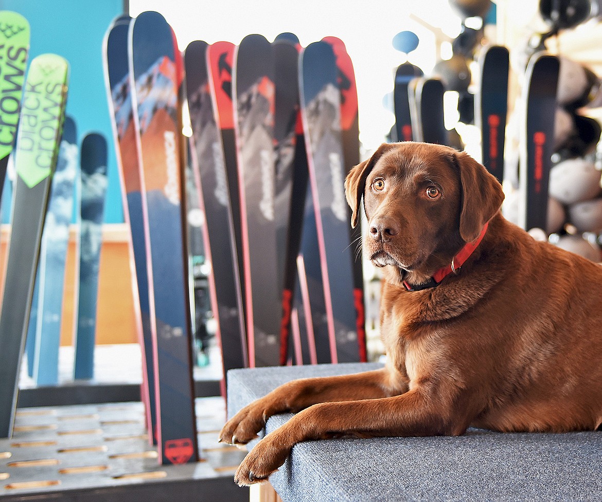 Easton, the Black Tie Ski Rentals shop dog, hangs out in the shop on Wednesday morning. (Whitney England/Whitefish Pilot)