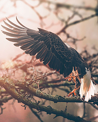 Be free!