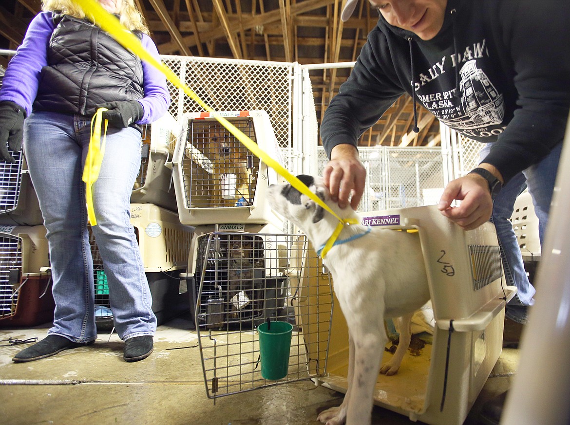 One of the pets that arrived at the Kootenai Humane Society on Saturday via Wings of Rescue is released from its kennel.