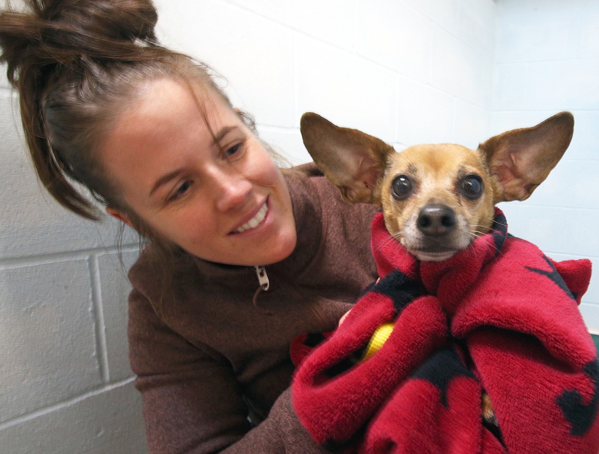 Emily Scheer checks on Lady, one of the dogs that arrived at the Kootenai Humane Society on Saturday.