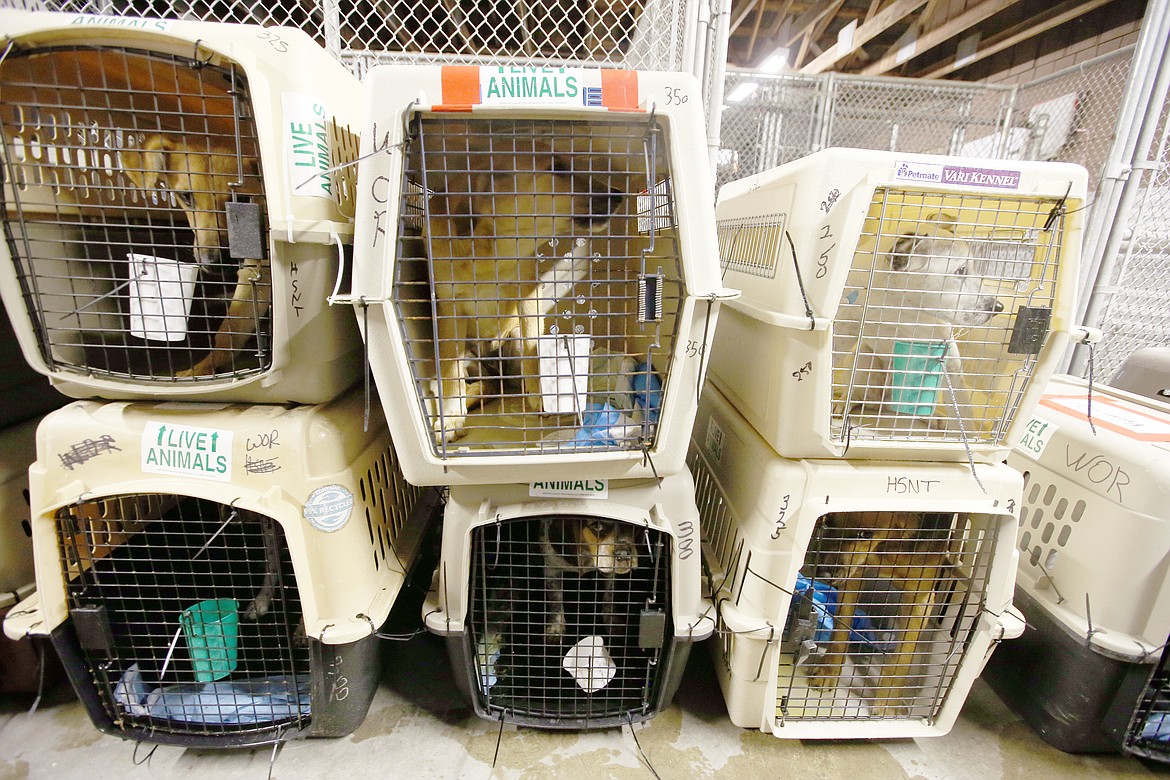 Dogs delivered by Wings of Rescue wait to be released from their kennels at the Kootenai Humane Society on Saturday.