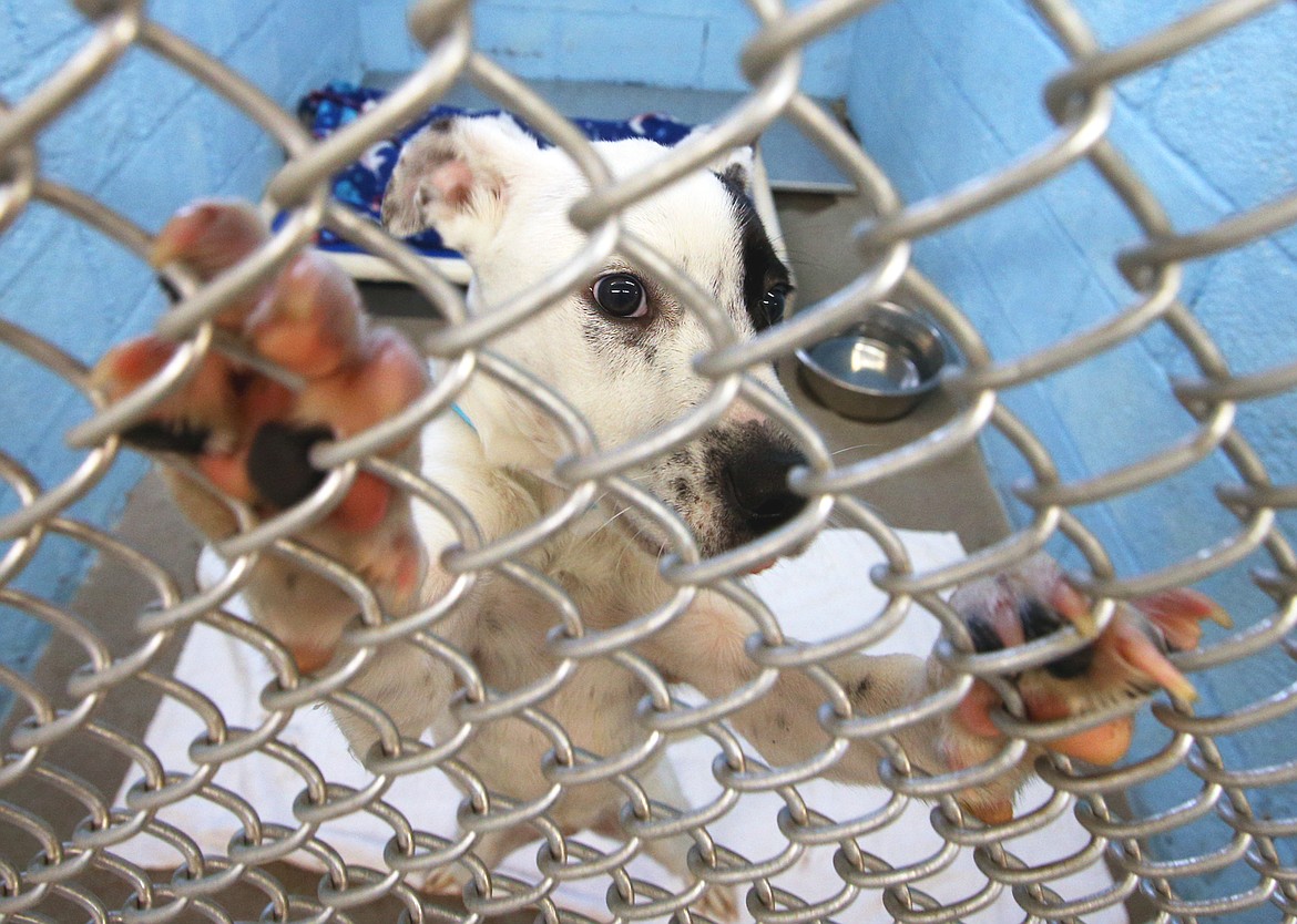 One of new arrivals at the Kootenai Humane Society peeks through the kennel gate on Saturday.