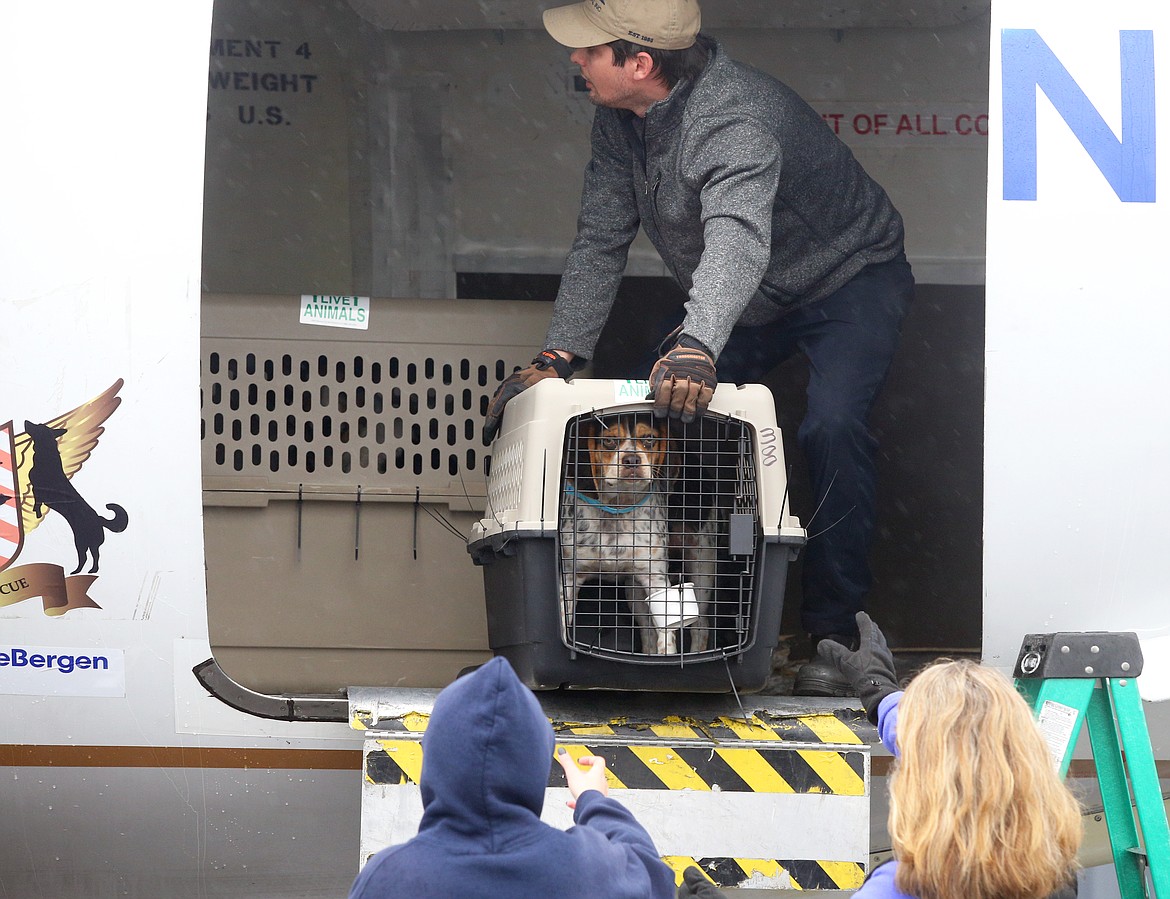 A dog waits to be off-loaded from a plane at the Coeur d'Alene Airport on Saturday.