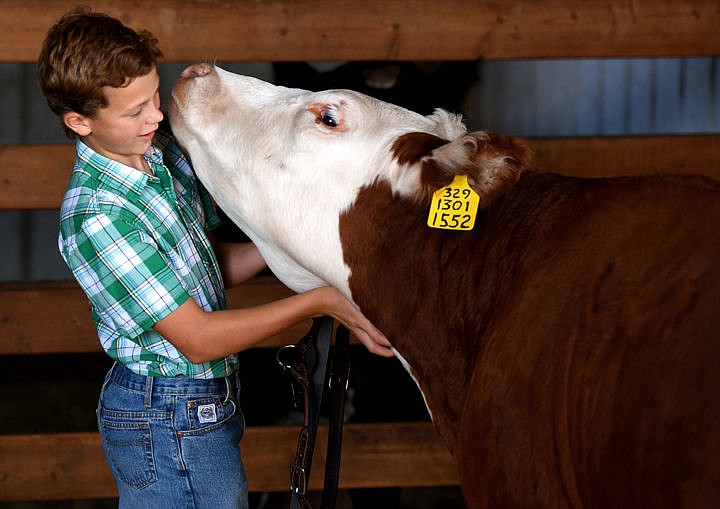 In this Aug. 12, 2016 file photo, Garrett Jewett of West Valley visits his heifer Abeline, which was awarded through the Western Montana Stockmen's Association scholarship program. Applications are now being accepted by Dec. 14. (Daily Inter Lake file photo)