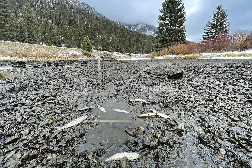 In this photo provided by Chris Bianchi, dead and dying fish are seen stranded along the Madison River on Nov. 30, 2021, south of Ennis, Mont. Water levels along the renowned river abruptly dropped due to a malfunctioning gate that controls water releases from Northwestern Energy's Hebgen Dam. (Chris Bianchi via AP)