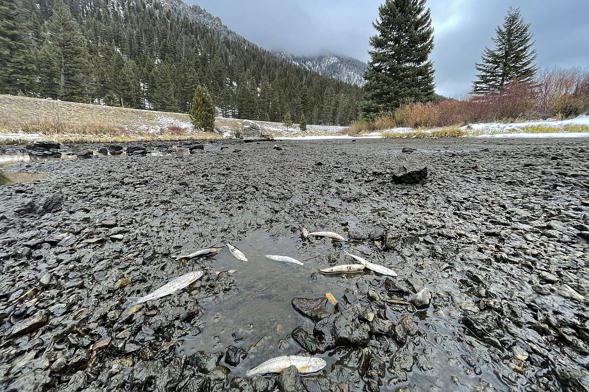 In this photo provided by Chris Bianchi, dead and dying fish are seen stranded along the Madison River on Nov. 30, 2021, south of Ennis, Mont. Water levels along the renowned river abruptly dropped due to a malfunctioning gate that controls water releases from Northwestern Energy's Hebgen Dam. (Chris Bianchi via AP)