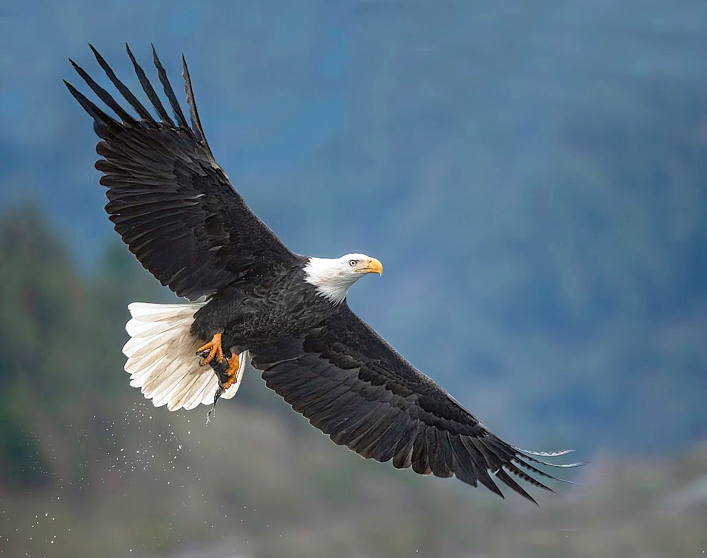 Counting eagles Coeur d'Alene Press