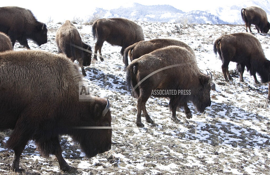 Bison roam outside Yellowstone National Park in Gardiner, Mont., on March 17, 2011 .As many as 900 bison from the park maybe shot by hunters, sent to slaughter or placed in quarantine this winter in a program agreed to by federal, tribal and state officials, Wednesday, Dec. 1, 2021. The program, reported by the Bozeman Daily Chronicle, is an effort to prevent the spread of a disease to cattle. (AP Photo/Janie Osborne, File)