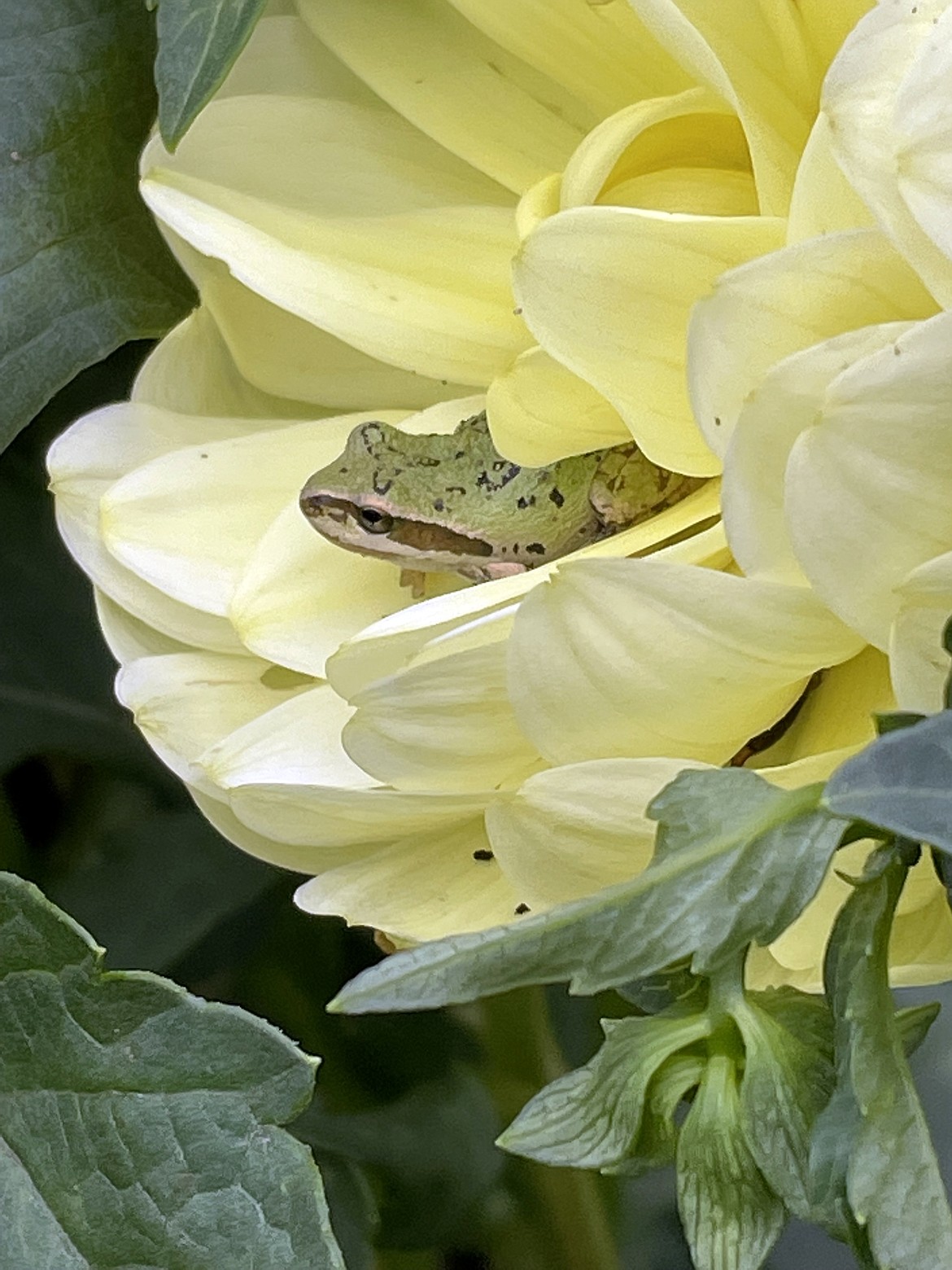 A plant gets a little natural pest control in the form of a recent visitor in this Best Shot shared by Bev Culp. If you have a photo that you took that you would like to see run as a Best Shot or I Took The Bee send it in to the Bonner County Daily Bee, P.O. Box 159, Sandpoint, Idaho, 83864; or drop them off at 310 Church St., Sandpoint. You may also email your pictures in to the Bonner County Daily Bee along with your name, caption information, hometown and phone number to bcdailybee@bonnercountydailybee.com.