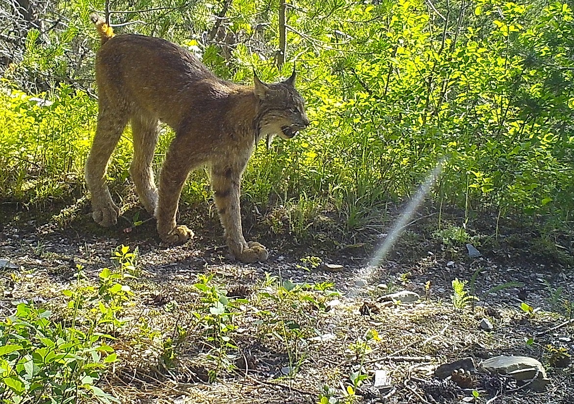 An image of a lynx captured by a trail camera during a three-year population survey recently completed by researches in Glacier National Park. (image provided)