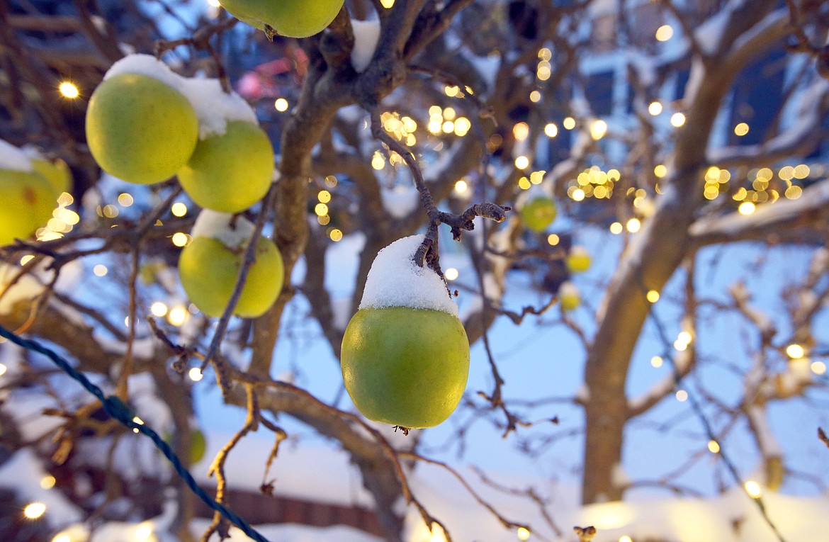 Snow covers fruit still hanging around in Coeur d'Alene on Monday.