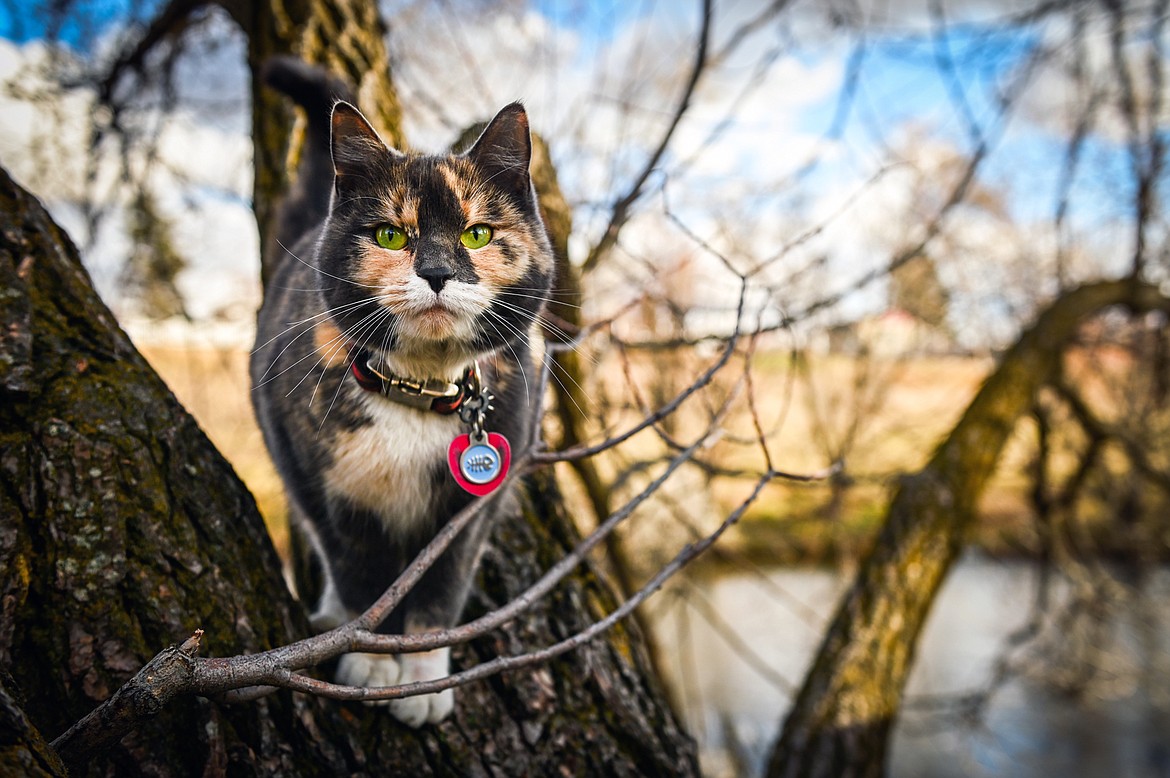 A cat perches in a tree while watching ducks and squirrels at Dry Bridge Park in Kalispell on Wednesday, Nov. 24. (Casey Kreider/Daily Inter Lake)