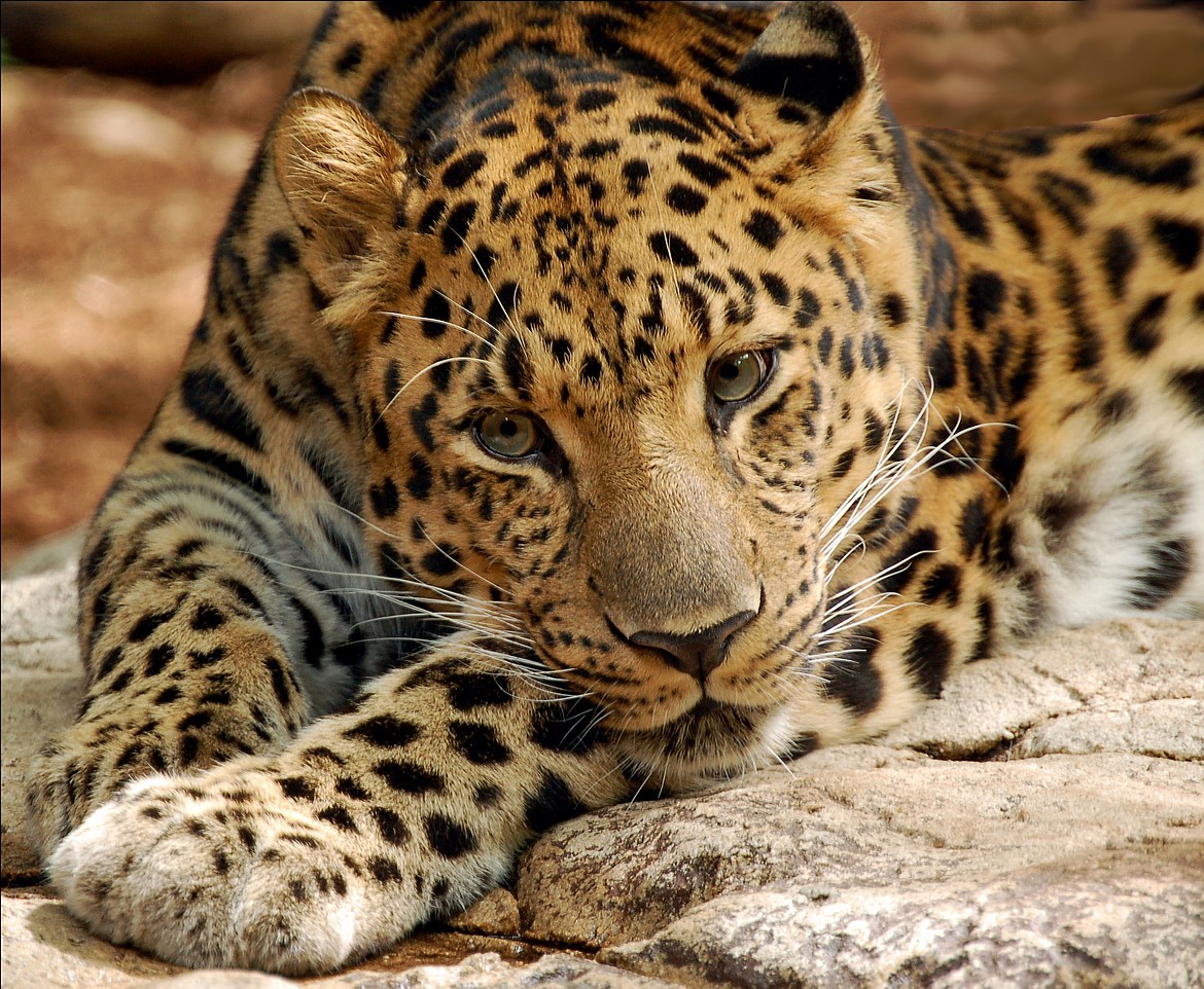 The Amur leopard (Panthera pardus orientalis) is a critically endangered subspecies native to southeastern Russia and northern China.