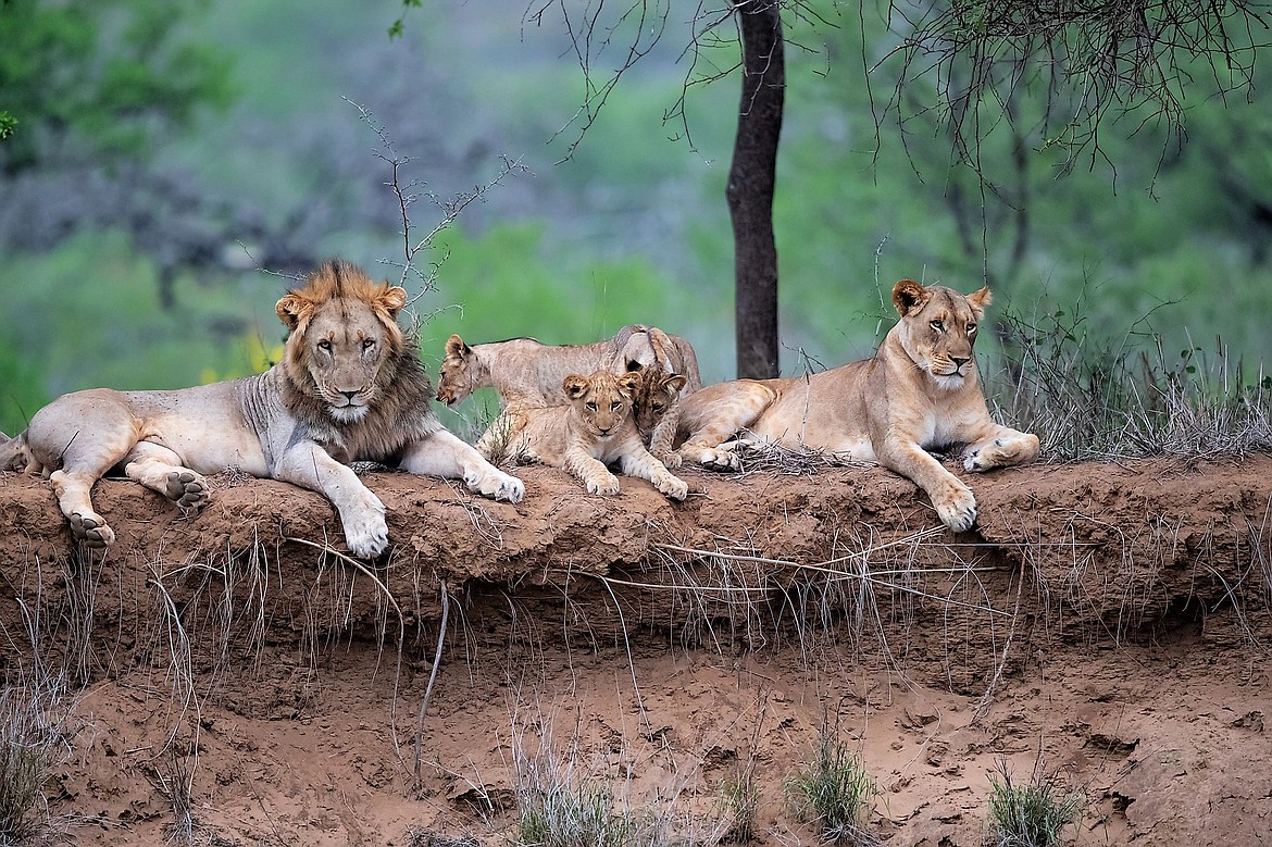 There are now fewer than 25,000 lions left in Africa.
