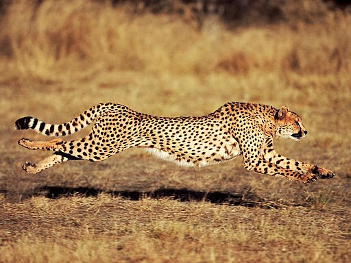 The cheetah (Acinonyx jubatus) is the fastest land animal on Earth, chasing its prey at speeds up to 80 mph.