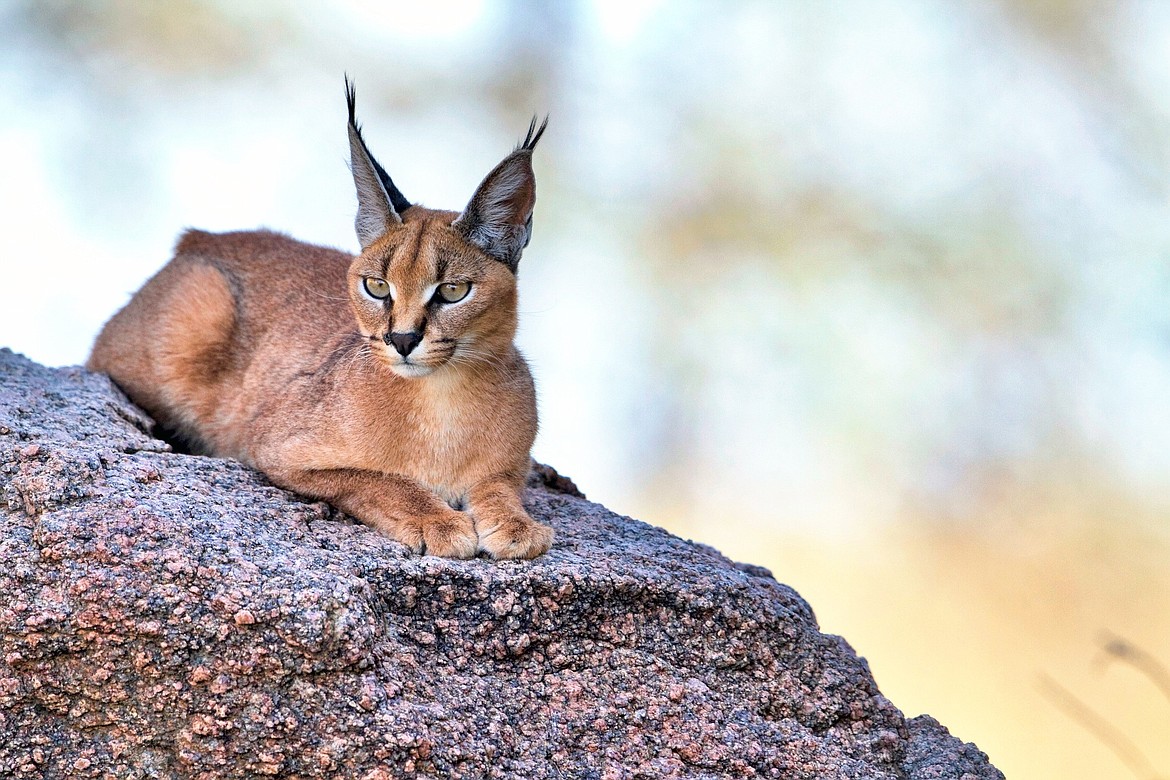 There are four species of Lynx, including bobcats, living in the U.S., Canada and Mexico.