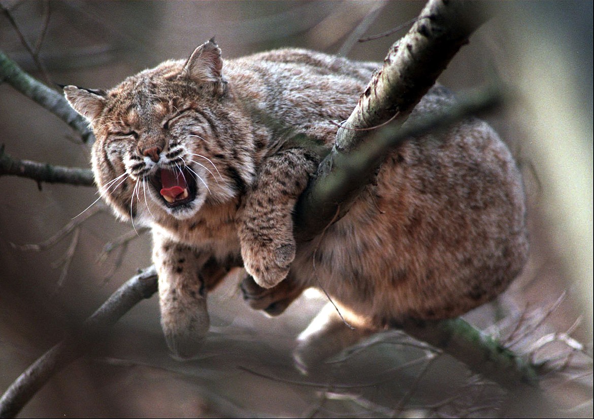Bob-tailed Bobcats are found in many parts of the U.S., Canada and Mexico in forests, swamps, deserts and scrublands.