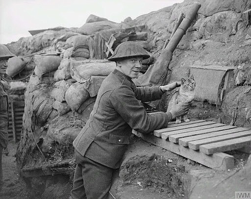During World War I, cats were put on patrol duty in the trenches to control the infestation of disease-carrying rats.
