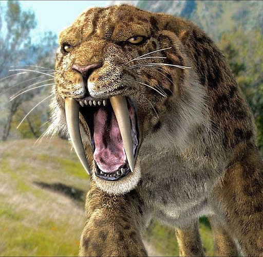 Scientists say the Sabre-toothed tiger roamed North and South America until becoming extinct 10,000 years ago.