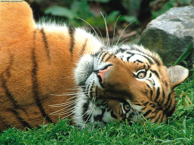 Siberian tigers (Panthera tigris tigris) are one of eight species of tiger, three now extinct.