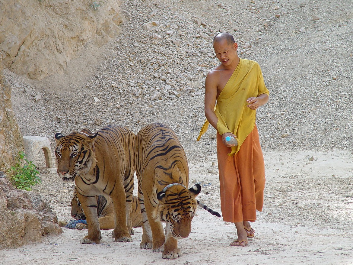 A Buddhist temple tourist attraction in Thailand that featured “tame” tigers popular for closeup selfies was shut down, 86 tigers were rescued and arrests made after discovery of illegal sales of tiger meat, hides and body parts.