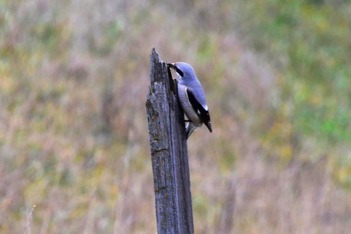 Local photographer Robert Kalberg captured this photo in the Farm to Market Road area.