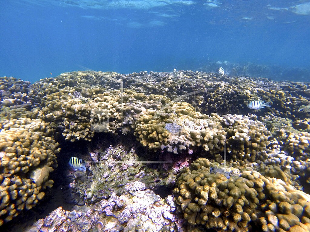 Fish swim on a coral reef in Kaneohe Bay on Friday, Oct. 1, 2021 in Kaneohe, Hawaii. Scientists are trying to speed up coral's evolutionary clock to build reefs that can better withstand the impacts of global warming. For the past five years, researchers in Hawaii and Australia have been conducting experiments to prove their Darwinian theories work. They say they do, and now they're getting ready to plant selectively bred and other lab-evolved corals back into the ocean to see if they can survive in Nature. If successful, the scientists say the more heat tolerant corals could help save vital reefs that are dying from climate change. (AP Photo/Caleb Jones)