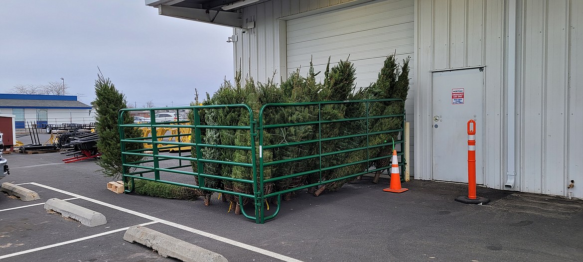 Trees are set up for sale outside of North 40 Outfitters in Moses Lake.