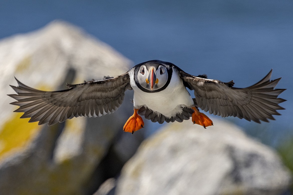 Atlantic Puffins in fligtht on Machias Seal island, Maine. (Chuck Haney photo)