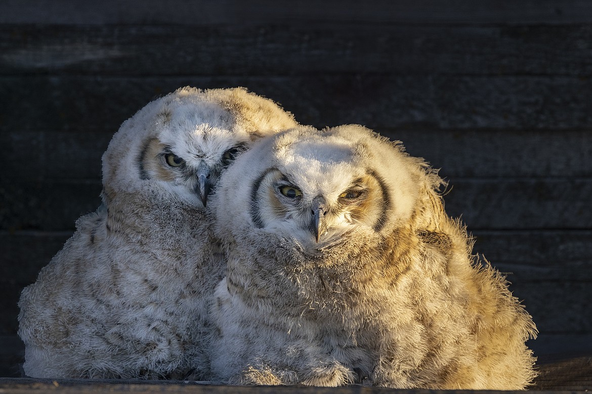 Pair of fledgling great horned owls at old wooden granary near Colllins, Montana. (Chuck Haney photo)