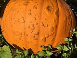 Tracking a bacterial culprit in the case of the warty pumpkin