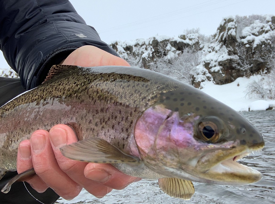 A rainbow caught on the Henry's Fork of the Snake River during wintertime fishing.