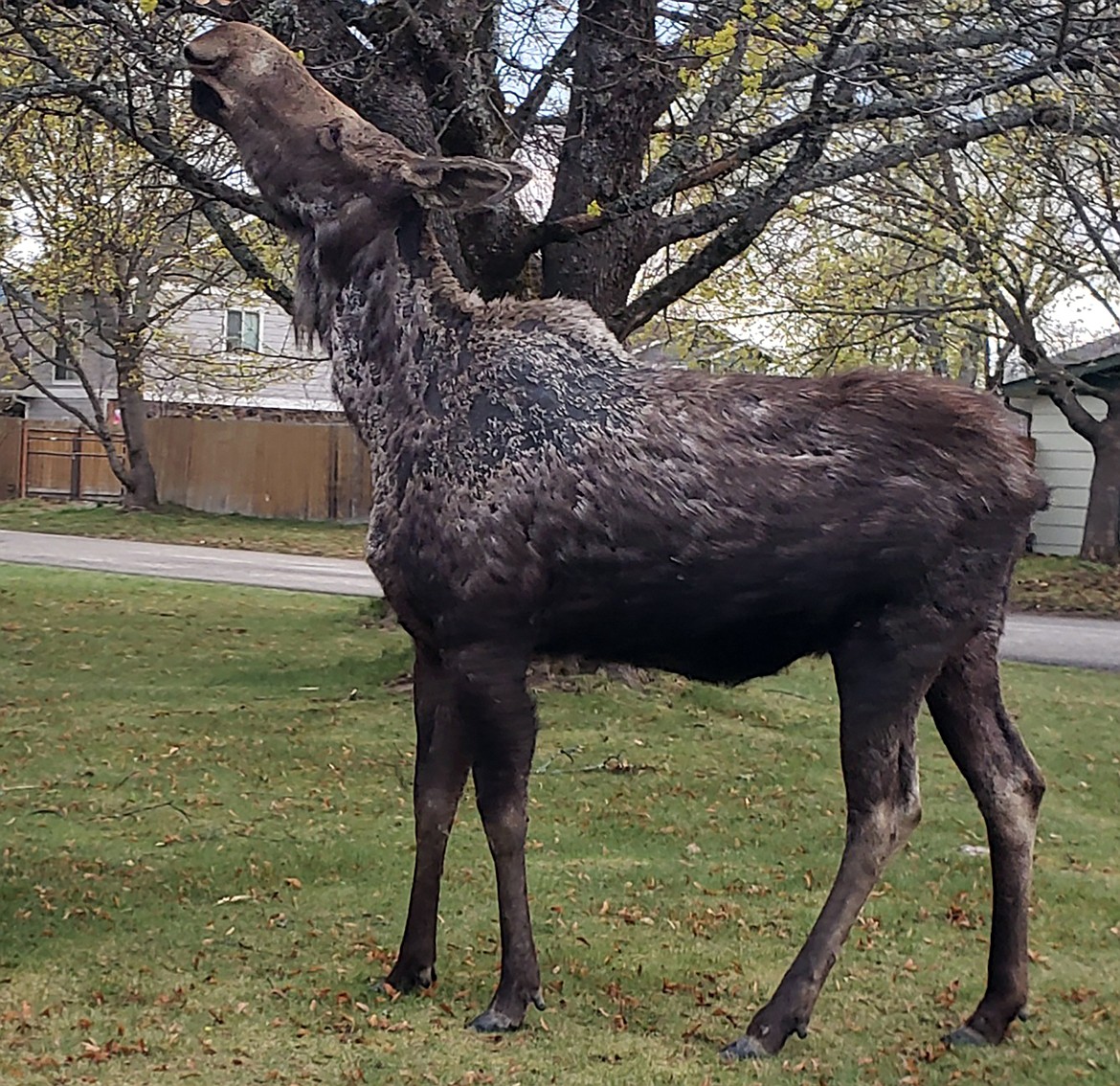 Carla Dye shared this Best Shot of a recent visitor to the Sandpoint area. If you have a photo that you took that you would like to see run as a Best Shot or I Took The Bee send it in to the Bonner County Daily Bee, P.O. Box 159, Sandpoint, Idaho, 83864; or drop them off at 310 Church St., Sandpoint. You may also email your pictures in to the Bonner County Daily Bee along with your name, caption information, hometown and phone number to bcdailybee@bonnercountydailybee.com.