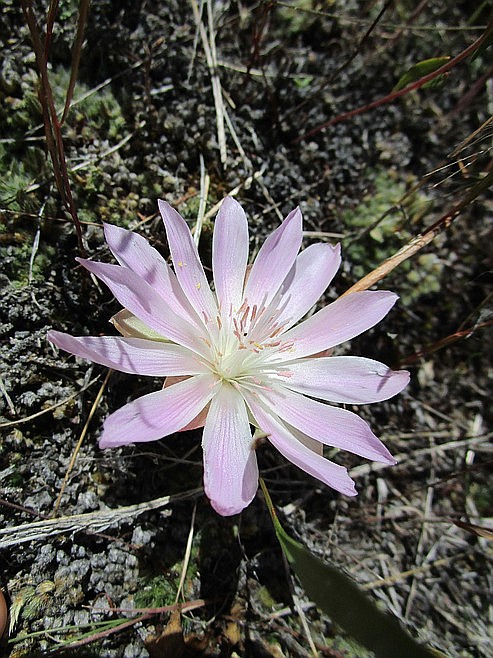 The bitterroot is an important plant to the Salish people and is celebrated during the Bitterroot Feast in the spring, where for generations a young Salish girl is chosen to dig up the first root of the season. (Courtesy photo)