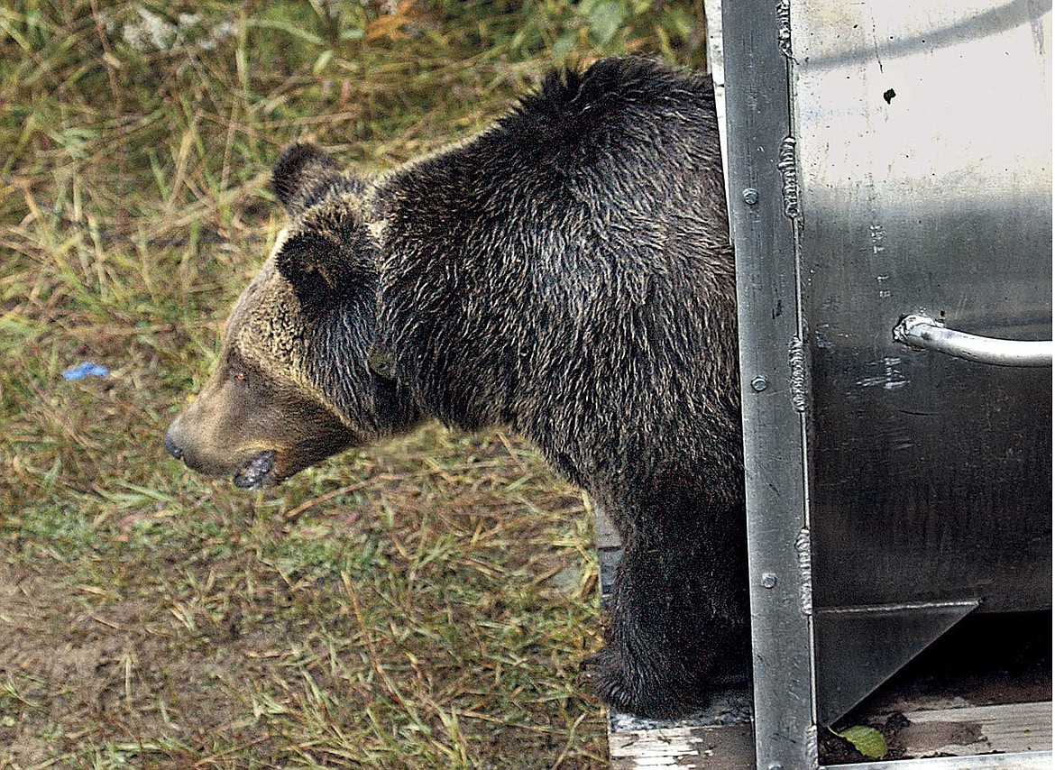 A female grizzly eyes her new habitat in the Cabinet Mountains of western Montana as she leaves a culvert trap on Oct. 2, 2005. The bear, trapped in the North Fork of the Flathead River drainage, Sept. 30, 2005, was transplanted to the Cabinet-Yaak ecosystem in order to help boost the struggling grizzly bear population. Montana wildlife officials on Tuesday, Dec. 14, 2021, advanced plans that could allow grizzly bear hunting in areas around Glacier and Yellowstone national parks, if states in the U.S. northern Rockies succeed in their attempts to lift federal protections for the animals. (Karen Nichols/The Daily Inter Lake via AP, File)