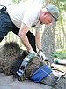 Longtime grizzly bear manager retires from FWP