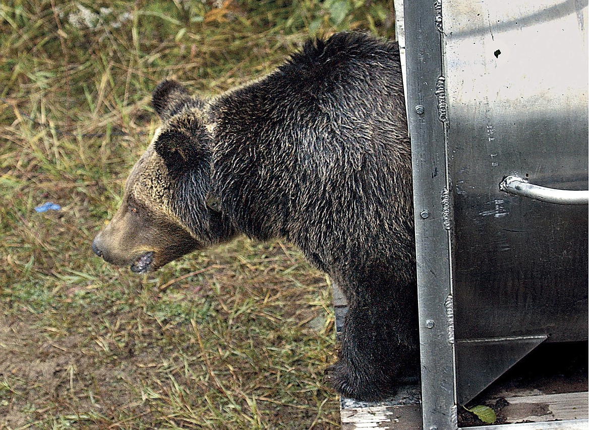 A female grizzly eyes her new habitat in the Cabinet Mountains of western Montana as she leaves a culvert trap on Oct. 2, 2005.