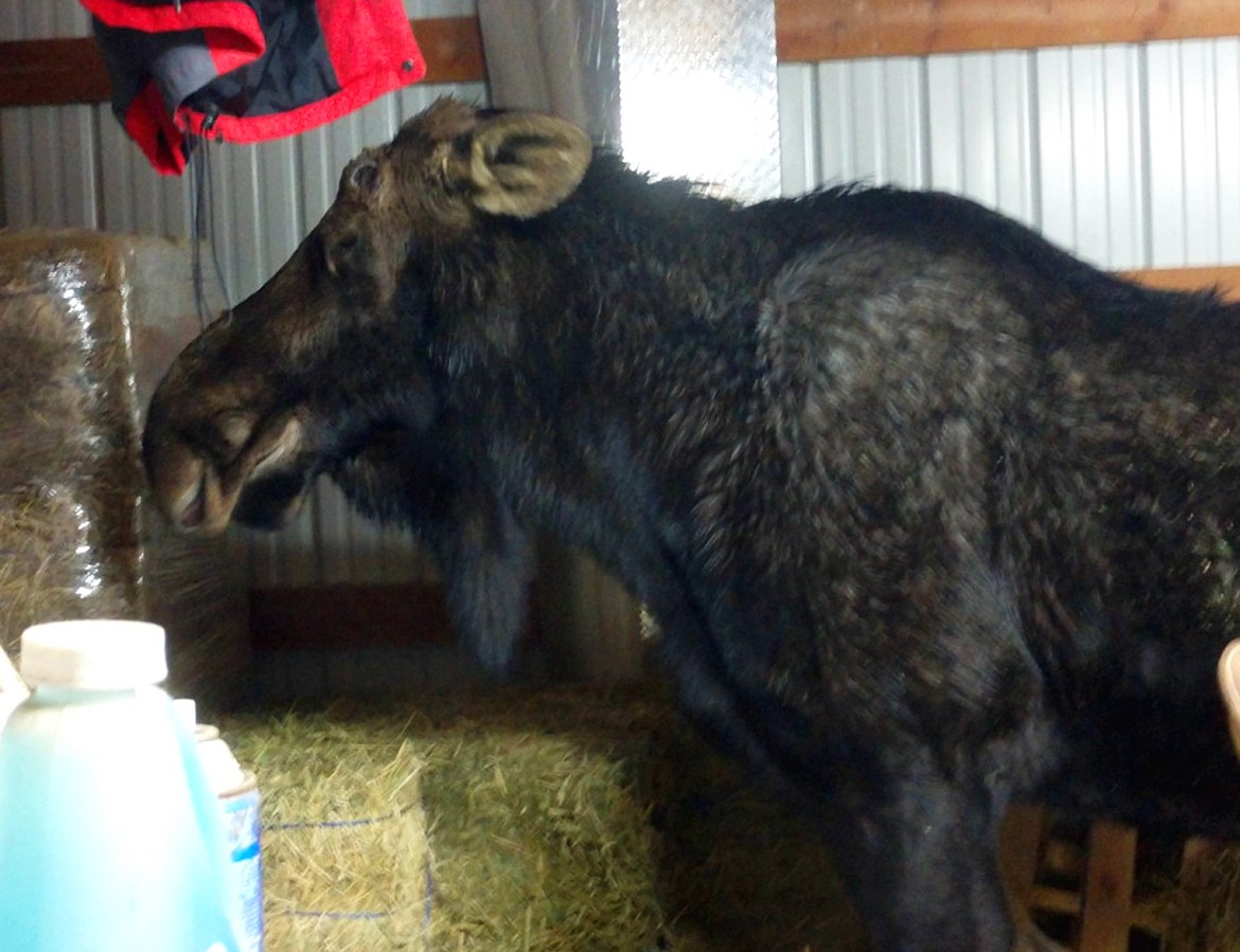 Photo courtesy Idaho Fish and Game
A bull moose stands in a barn just outside of Coeur d'Alene, not long before it turned, charged and trampled a man.