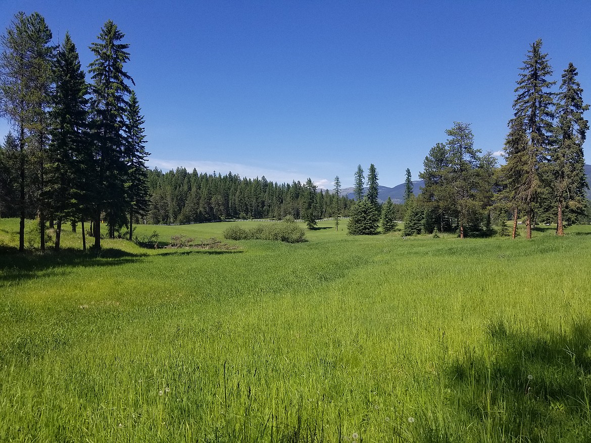 With a new conservation agreement with a landowner north of Whitefish, the Vital Ground Foundation is hoping to protect grizzly bear habitat. (photo provided)