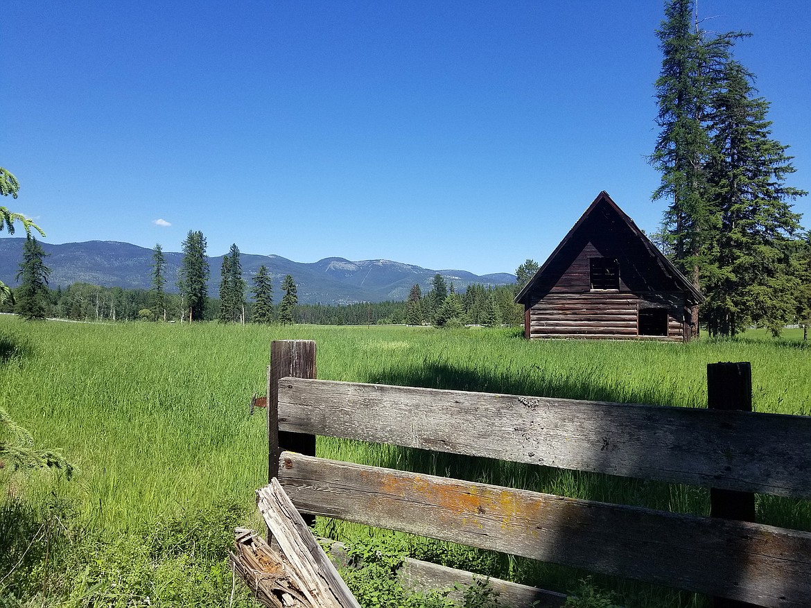 With a new conservation agreement with a landowner north of Whitefish, the Vital Ground Foundation is hoping to protect grizzly bear habitat. (photo provided)